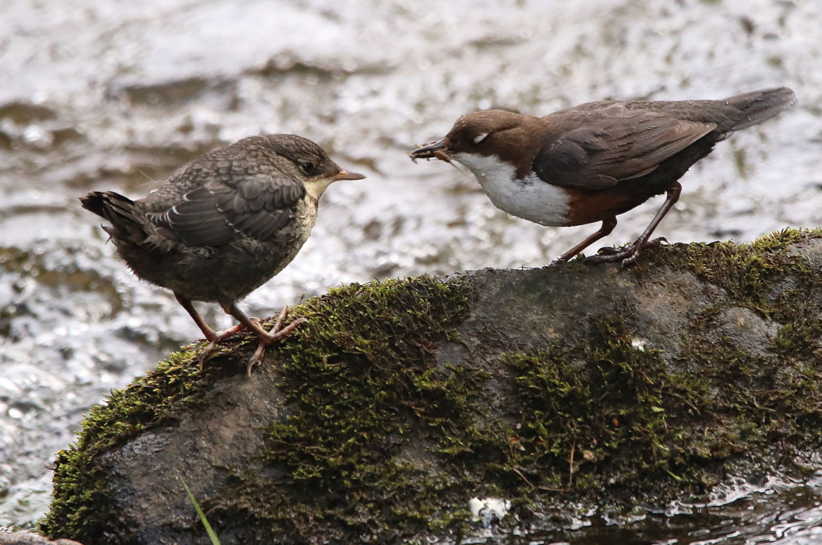 Dipper