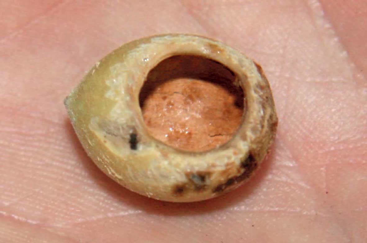 Dormouse-Hazelnut