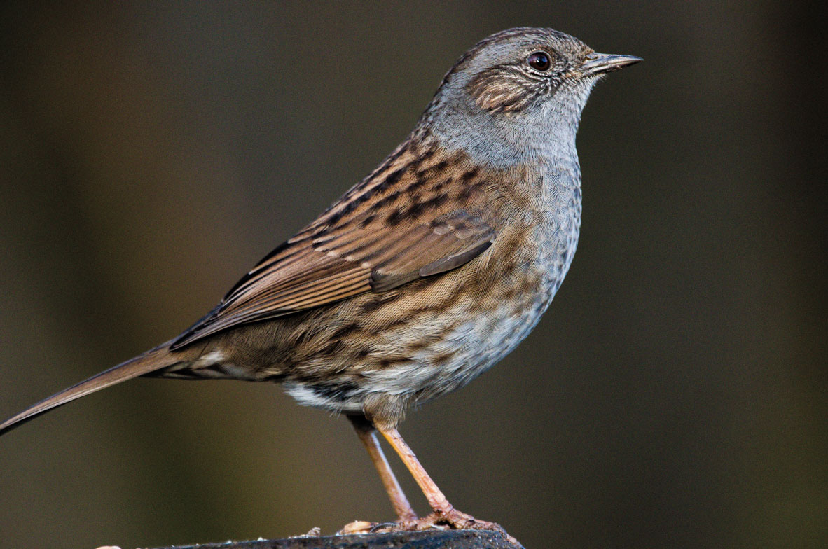 Dunnock