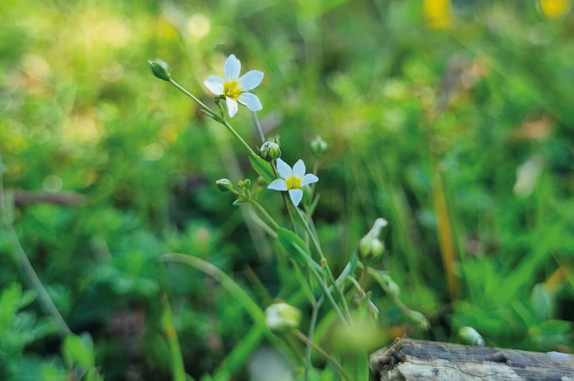 Fairy-Flax