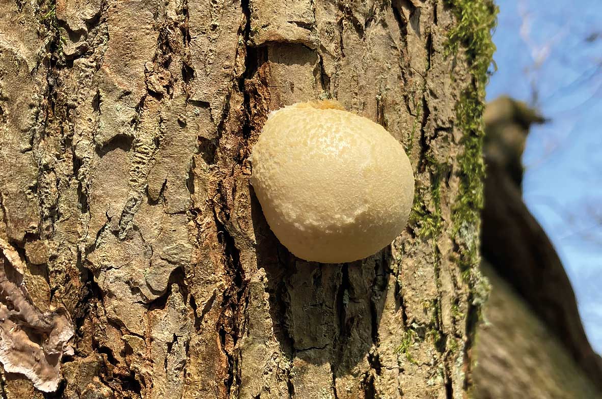 False-Puffball-Slime-Mould