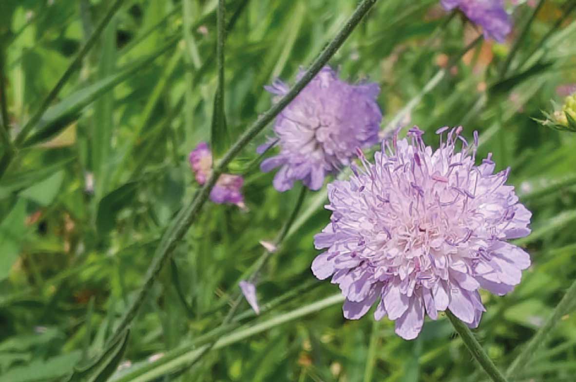 Field-Scabious