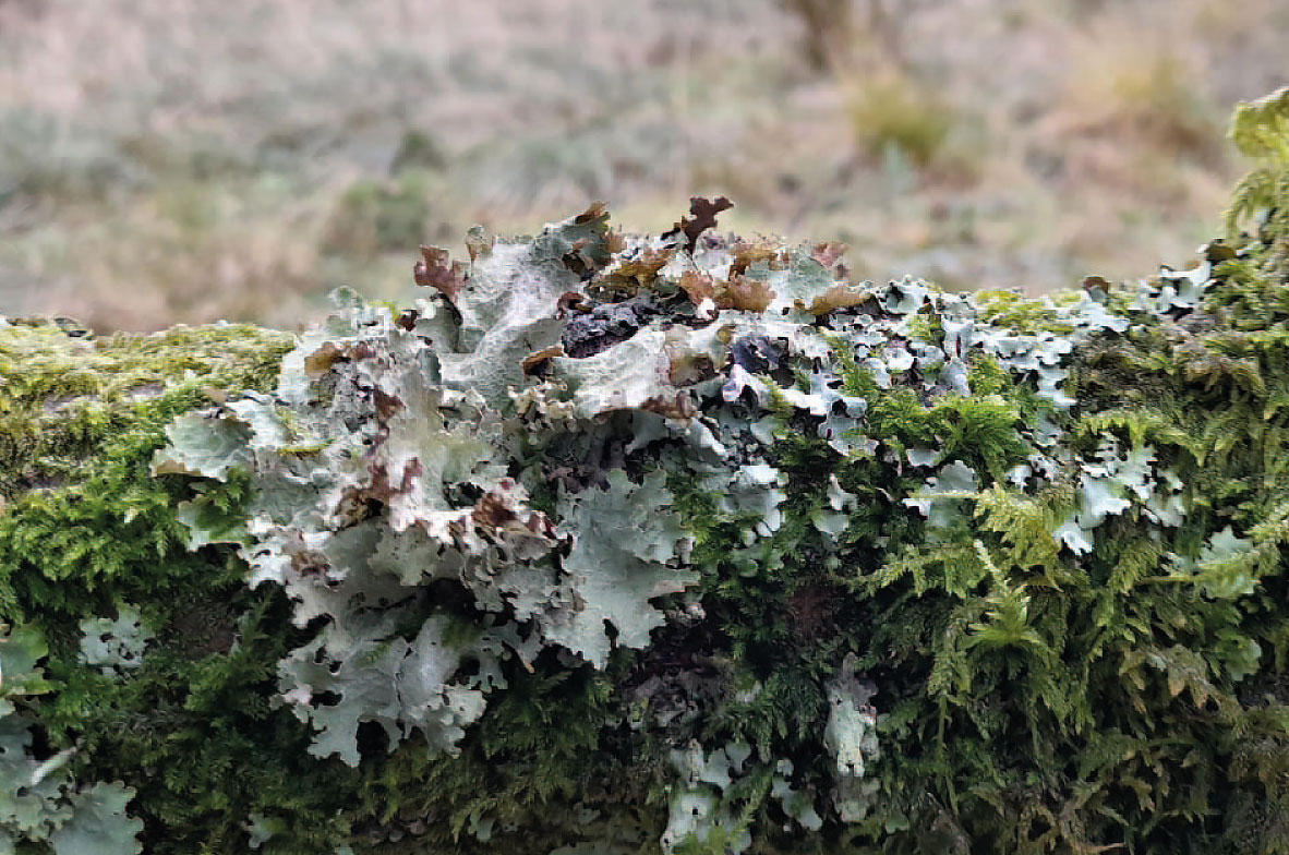 Foliose-Lichen