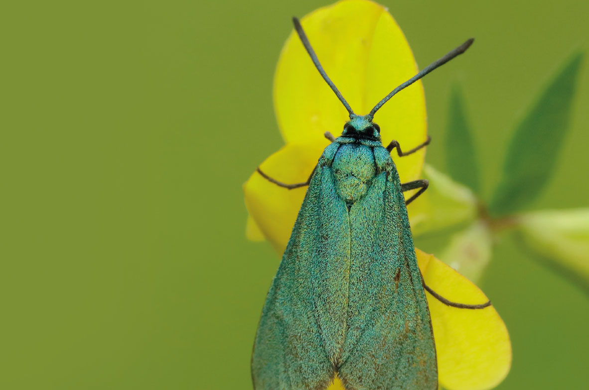 Forester-Moth
