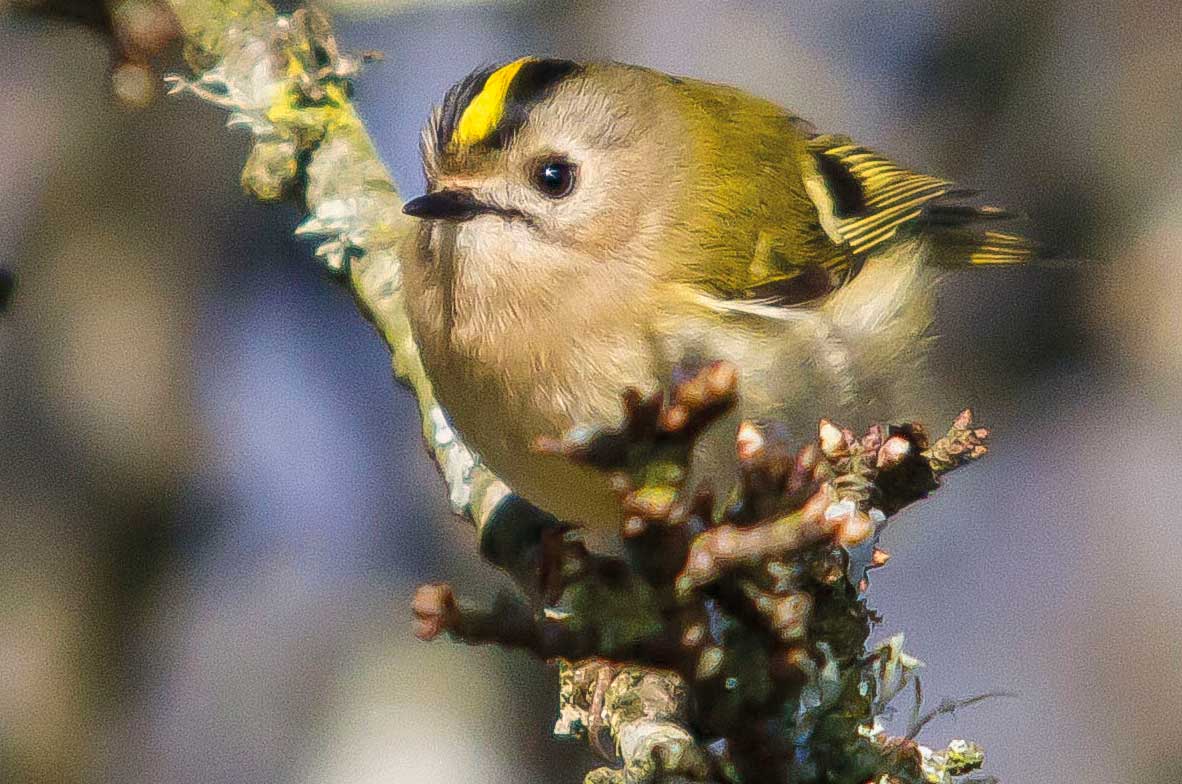 Goldcrest