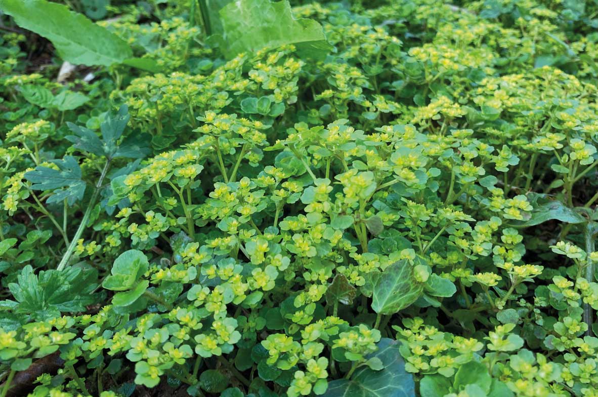Golden-Saxifrage