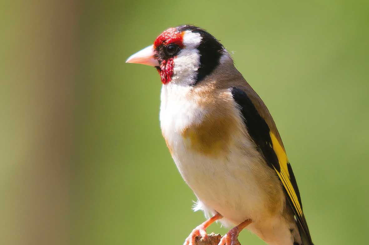 Goldfinch