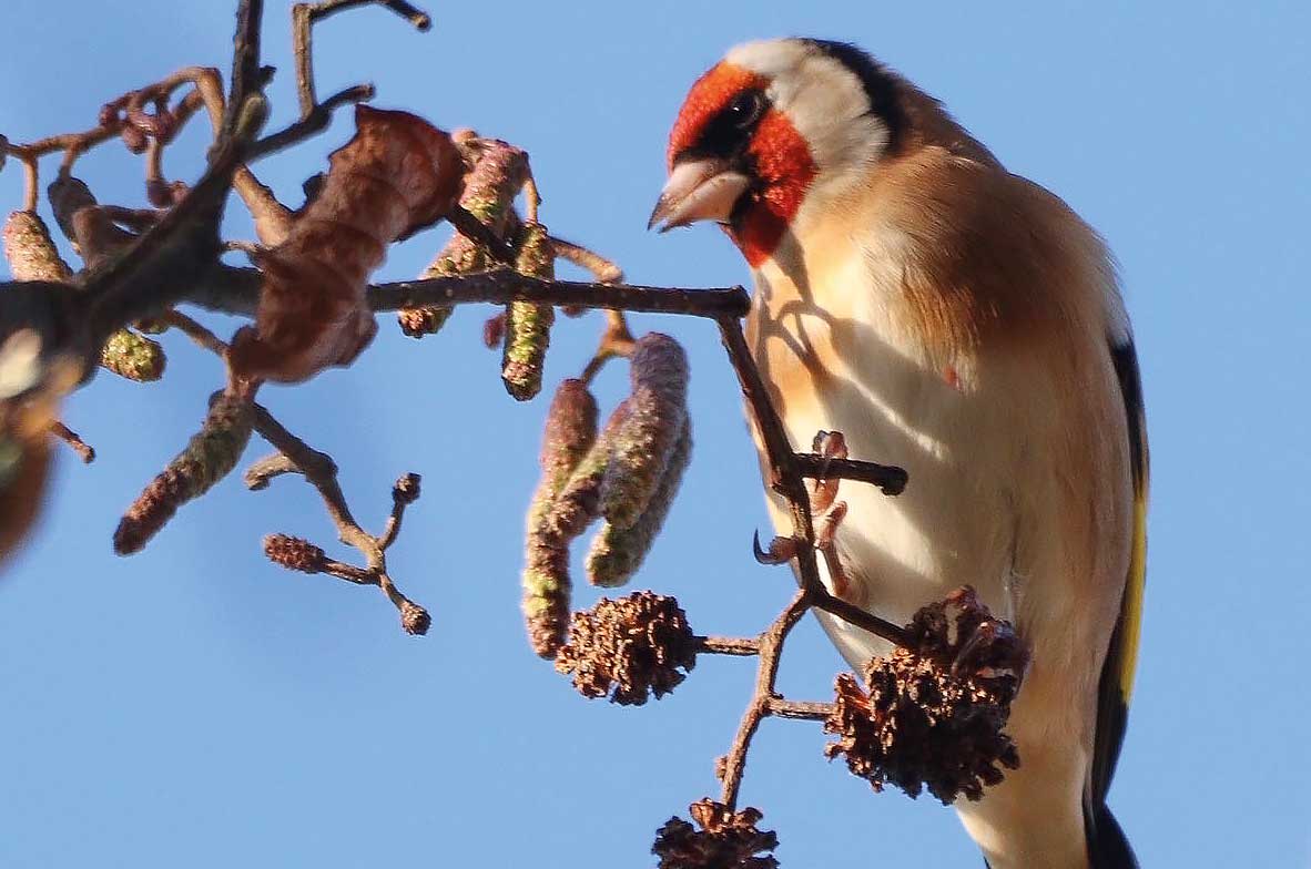 Goldfinch-2