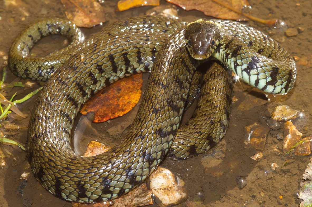 Grass-Snake