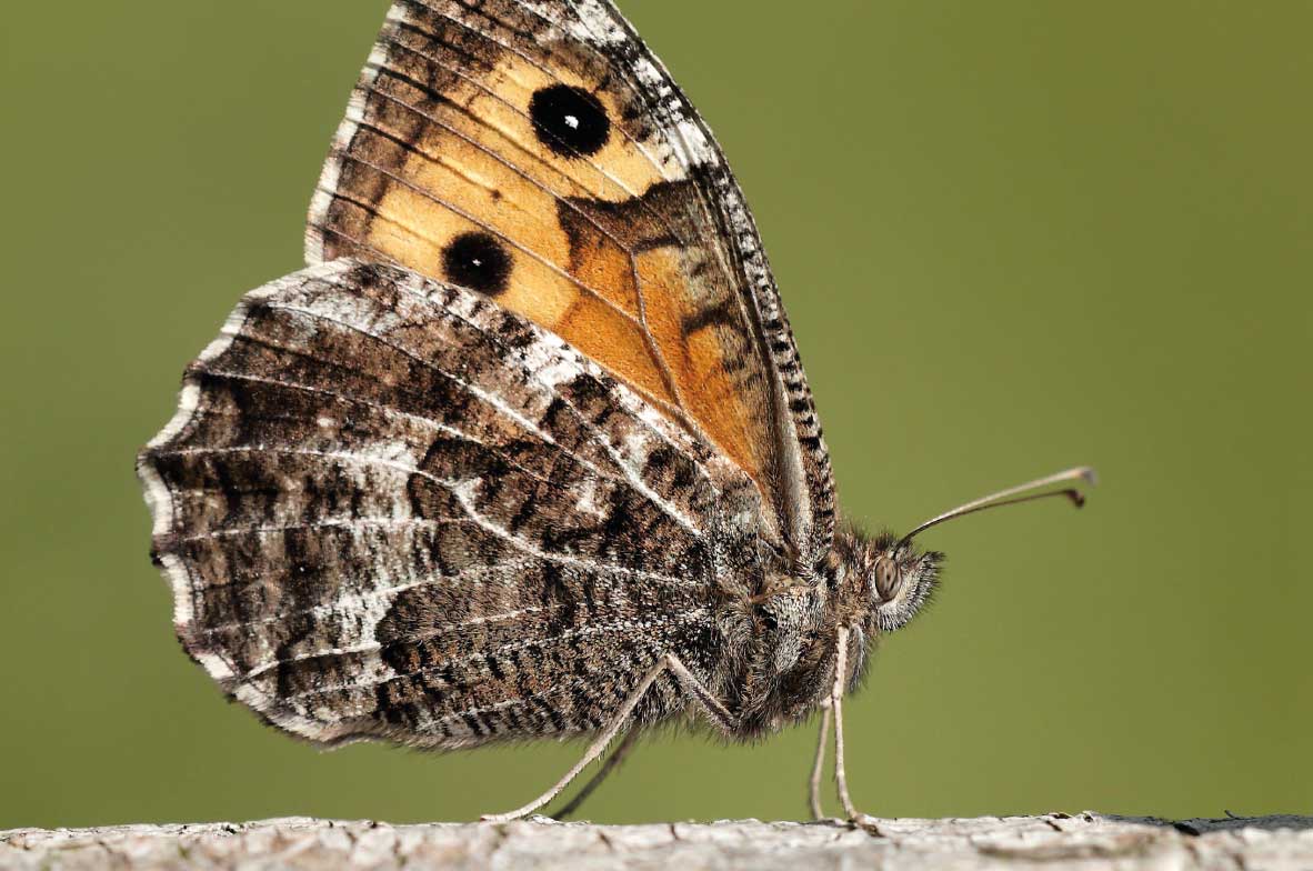 Grayling