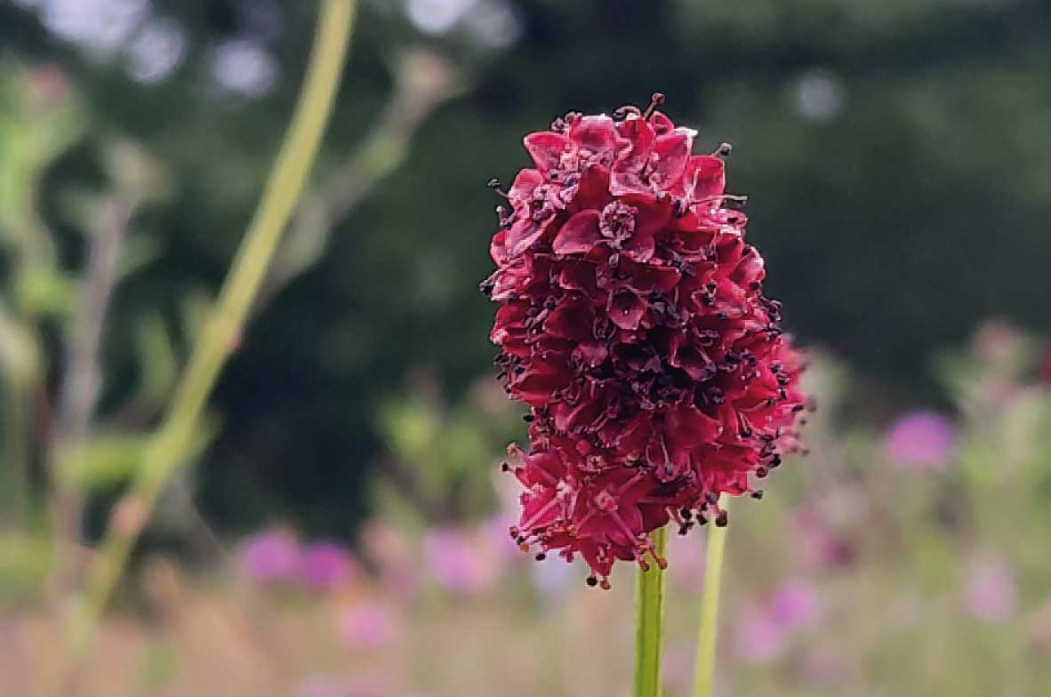 Greater-Burnet