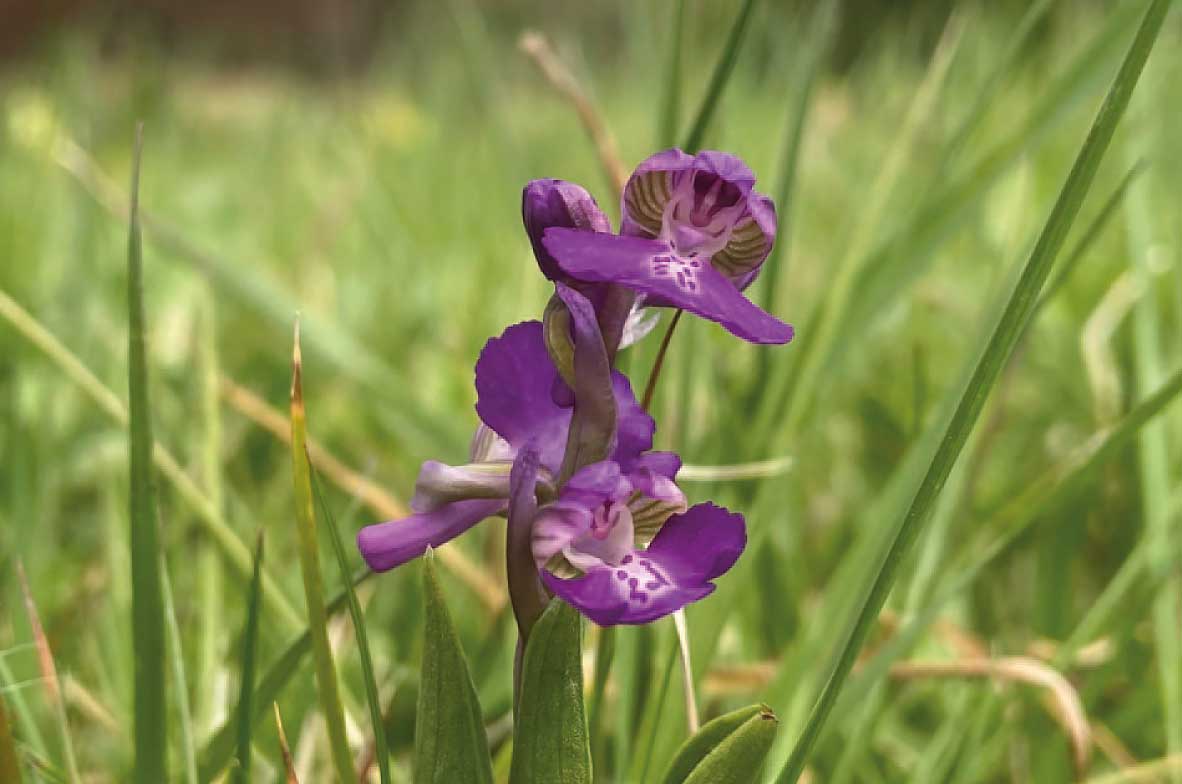 Green-Winged-Orchid
