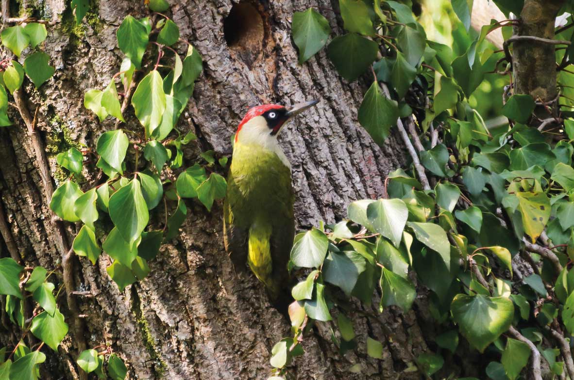 Green-Woodpecker