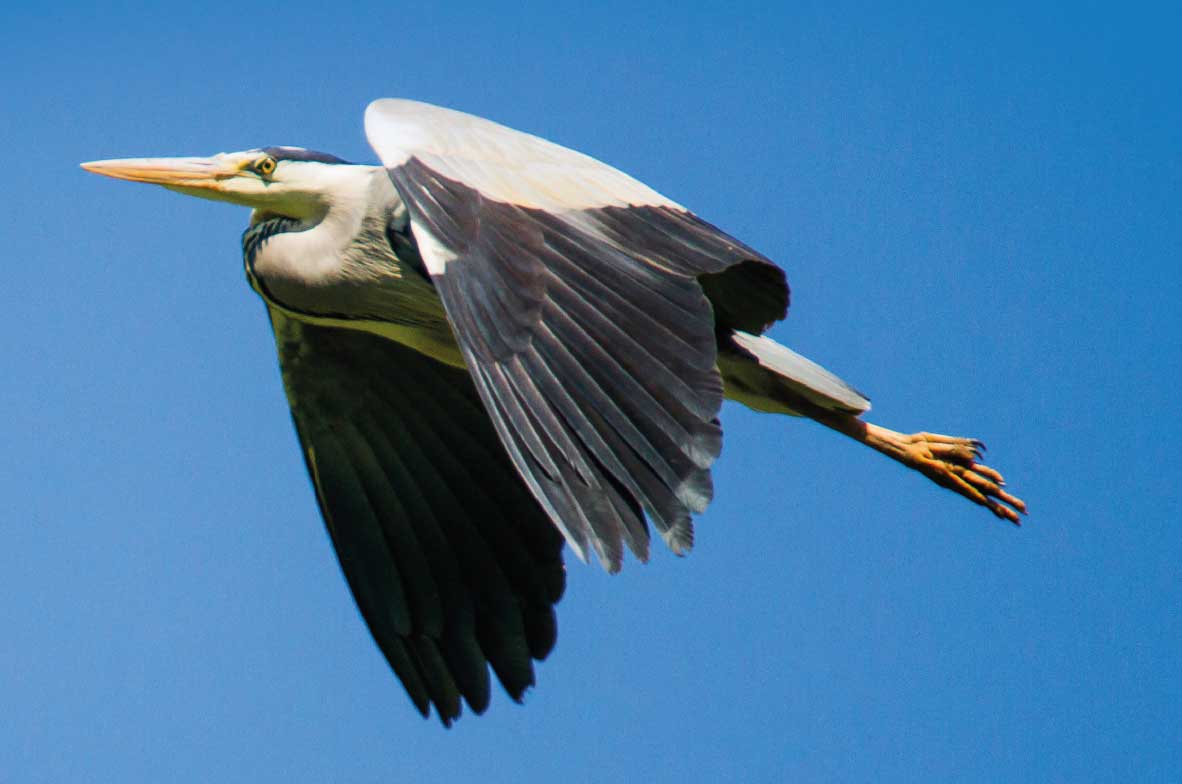 Grey-Heron