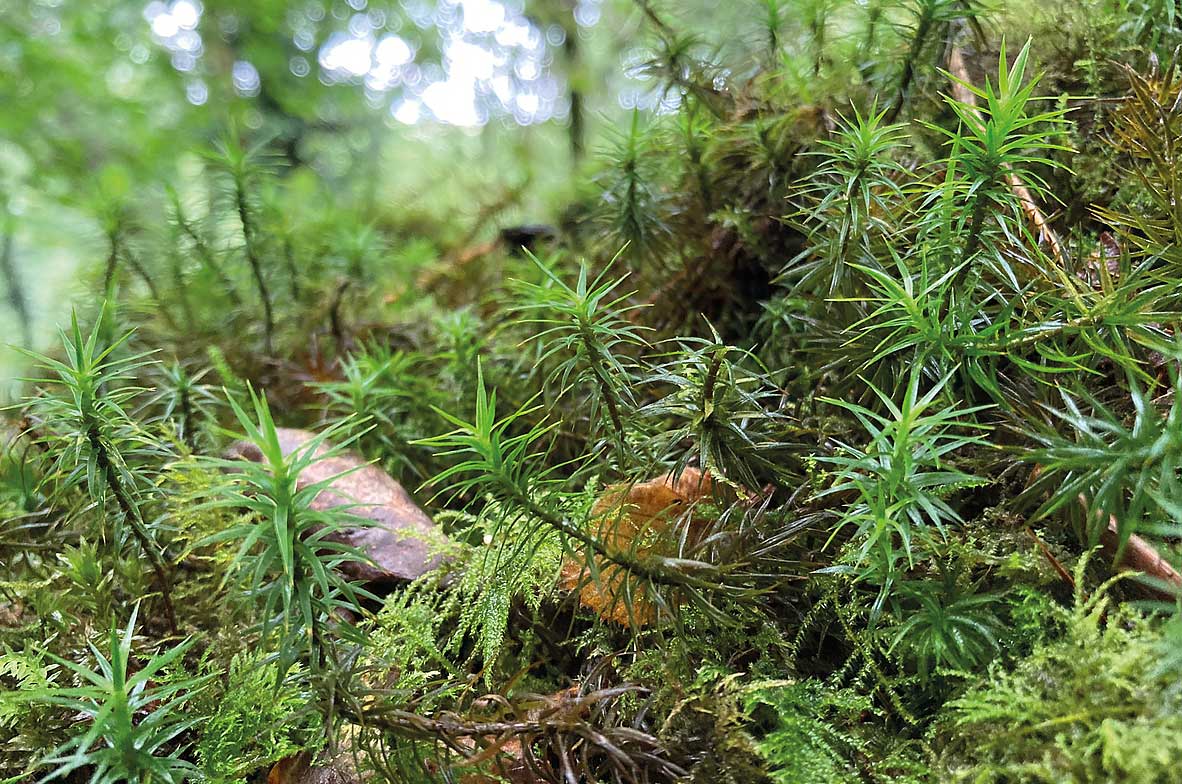 Haircap-Moss