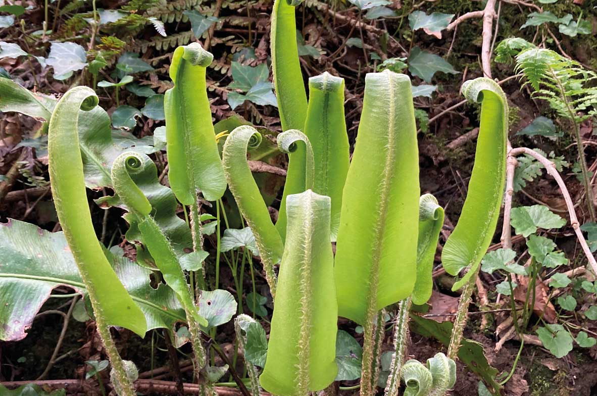 Harts-Tongue-Fern