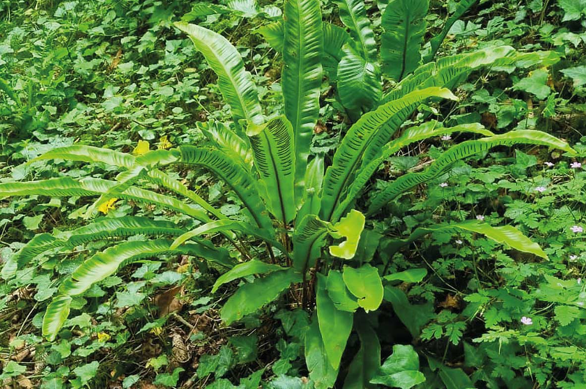 Harts-Tongue-Fern 2