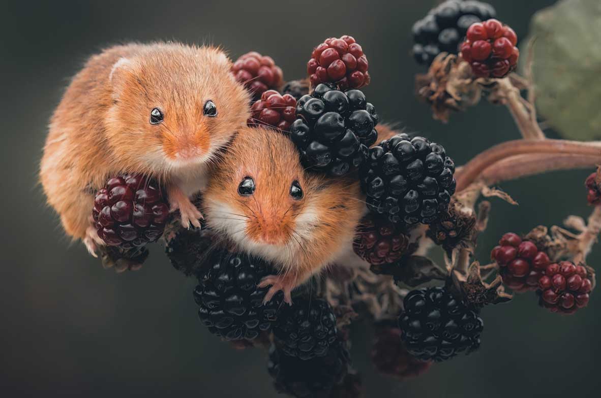 Harvest-Mice