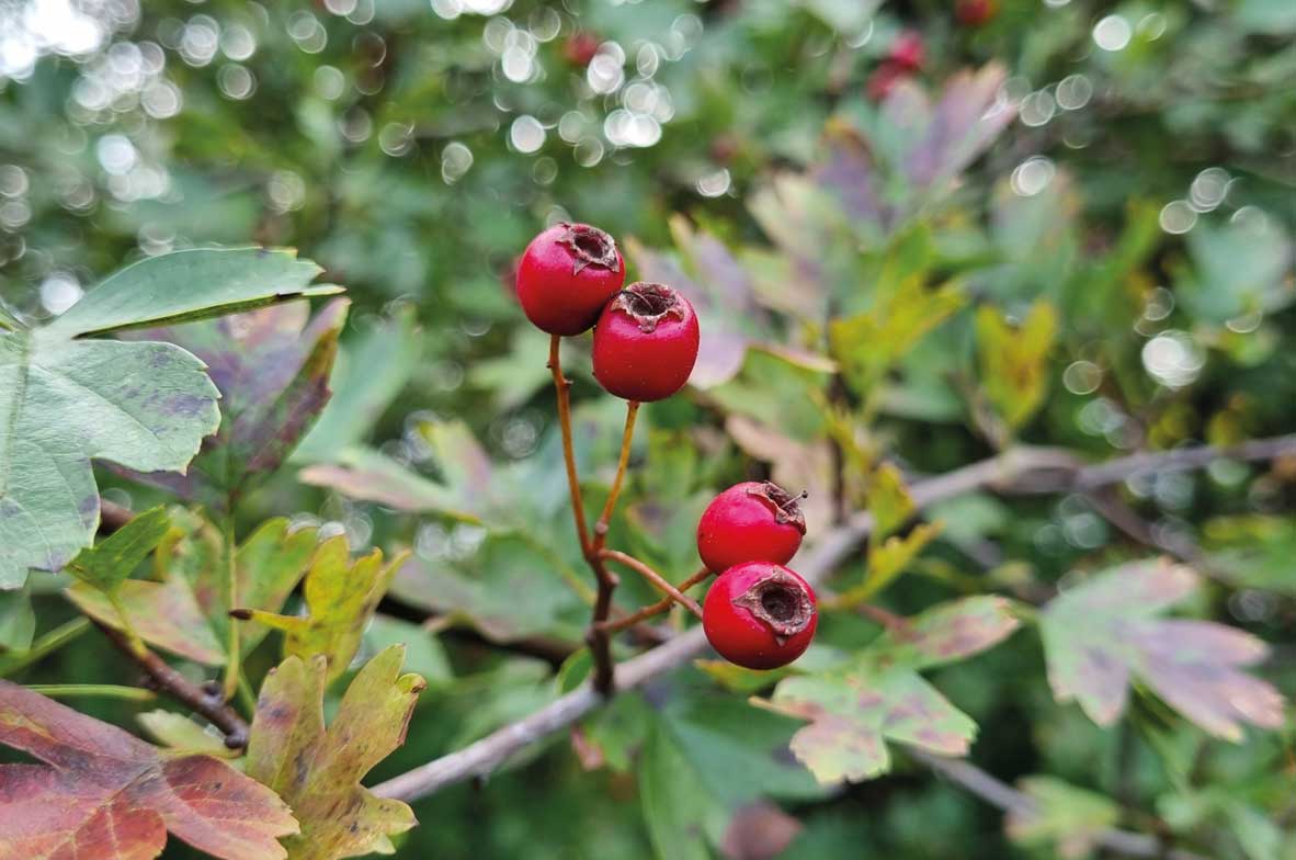 Hawthorn-Berries
