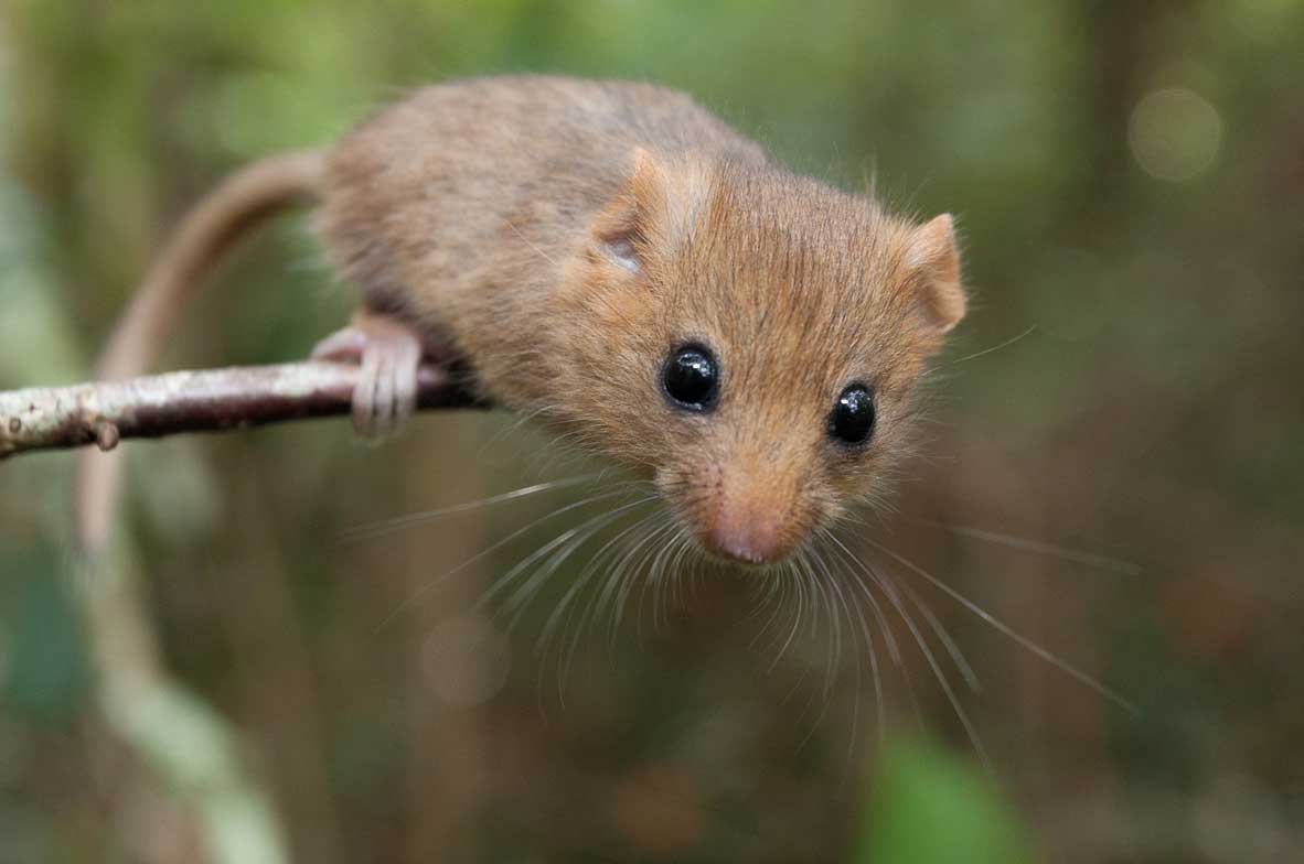 Hazel-Dormouse