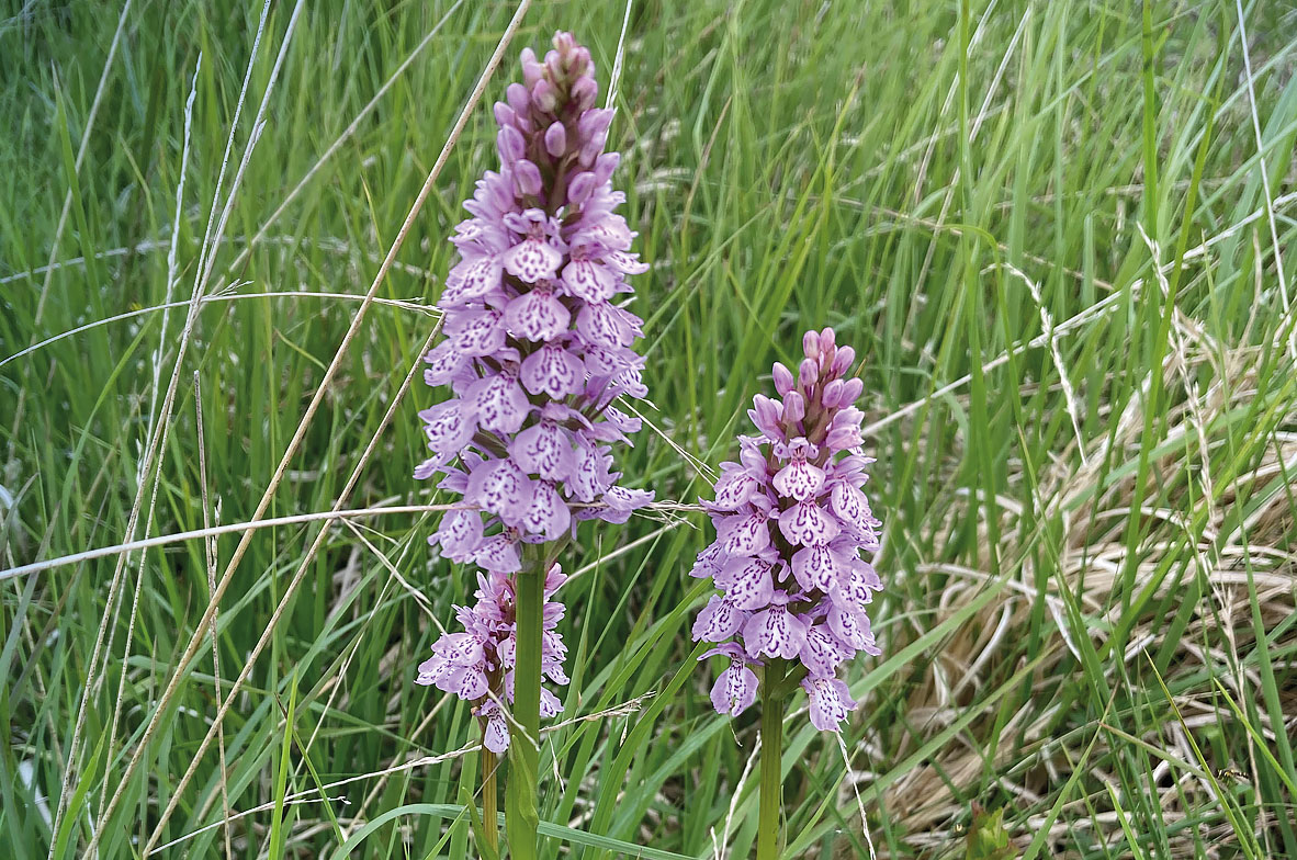 Heath-Spotted-Orchid