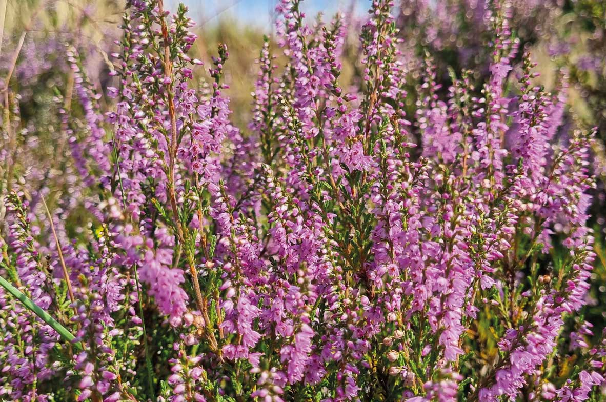 Heather
