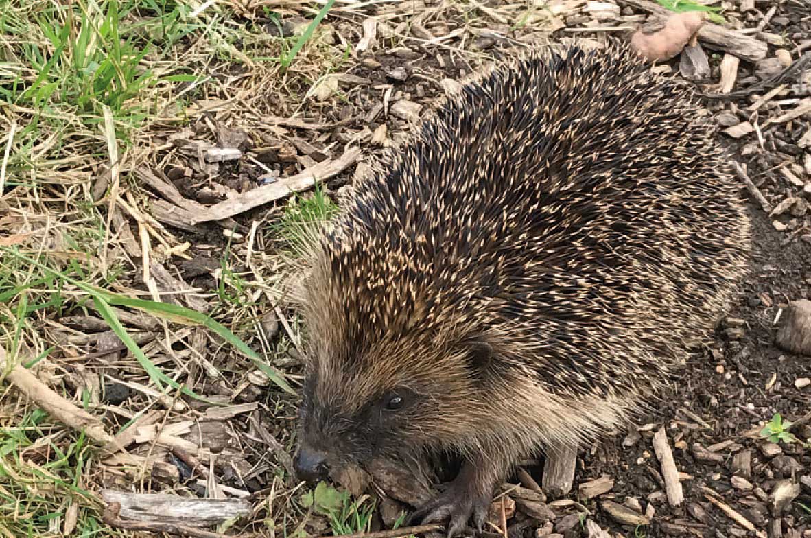 Hedgehog