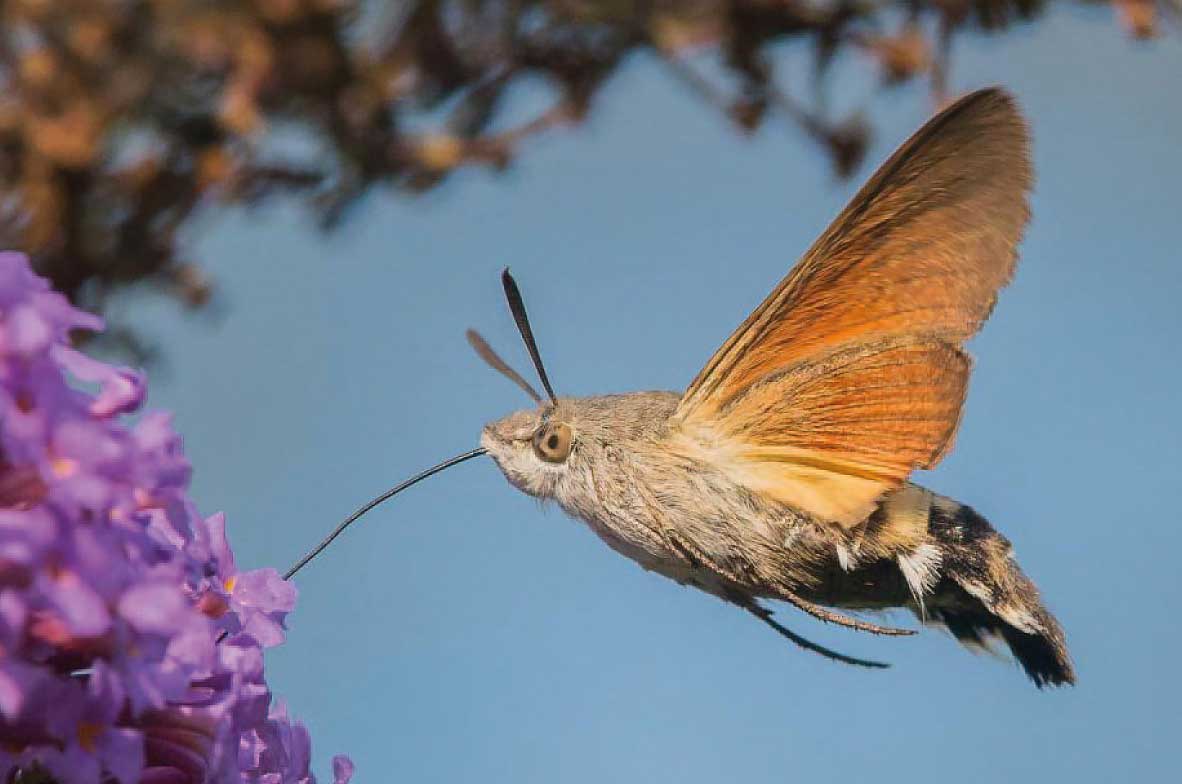Hummingbird-Hawk-Moth