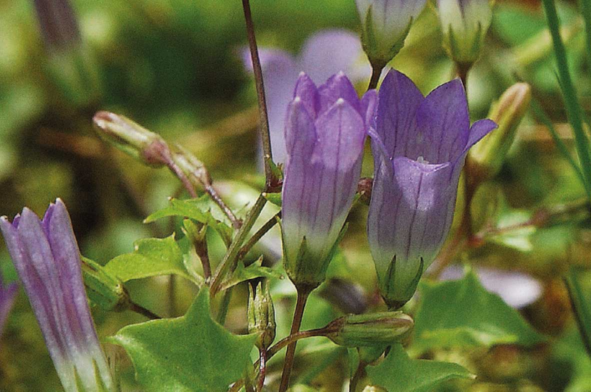 Ivy-Leaved-Bellflower