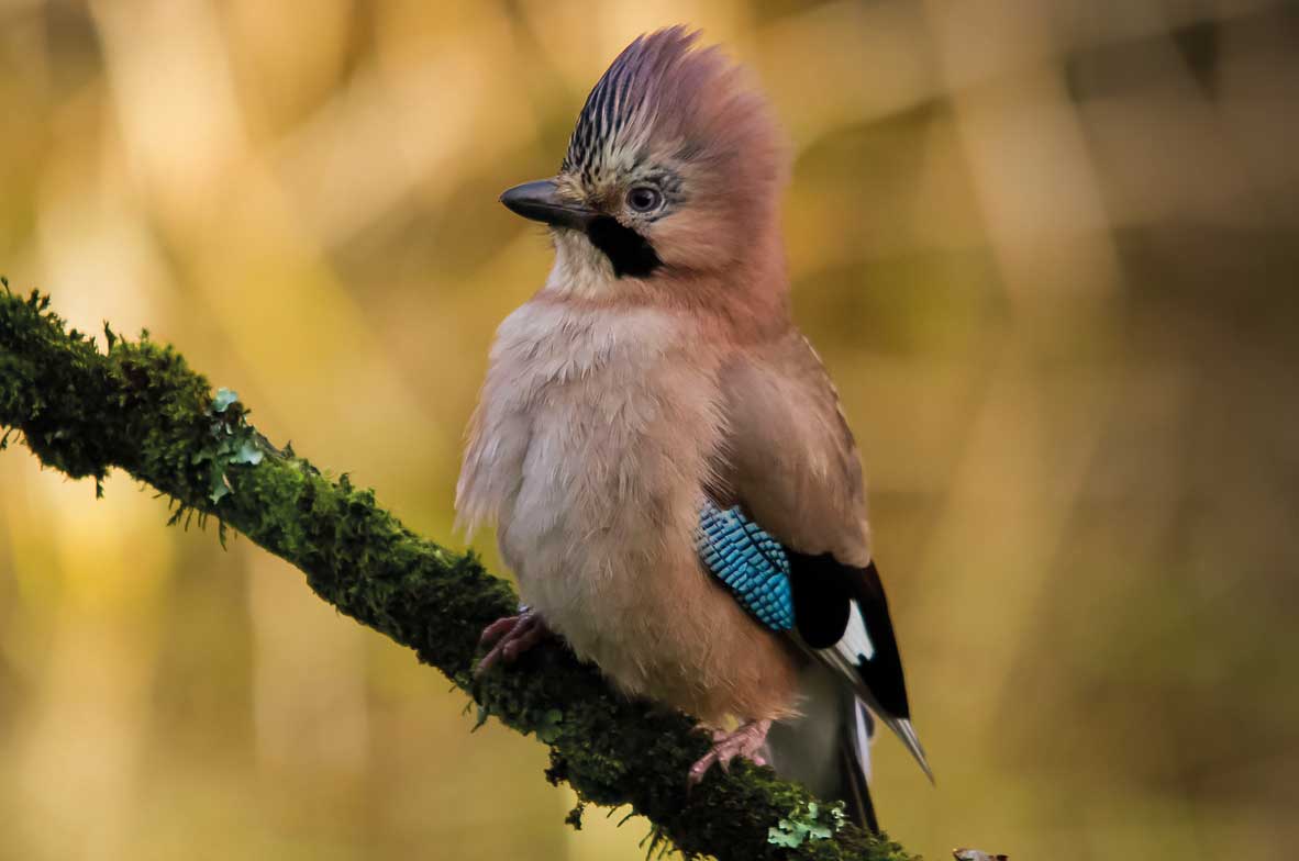 Jay