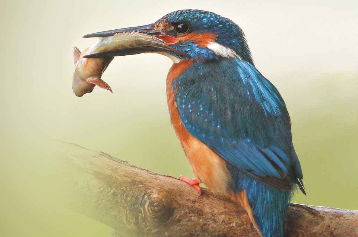 Kingfisher