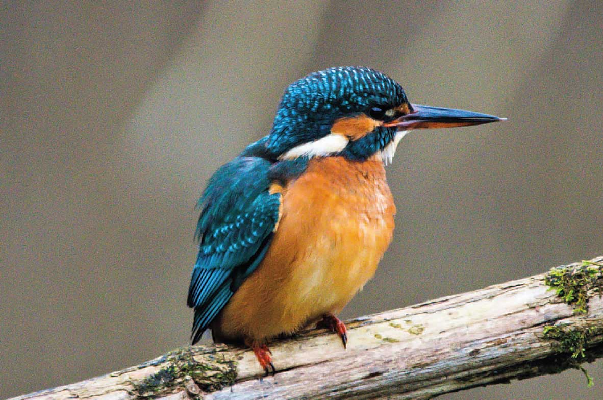 Kingfisher2