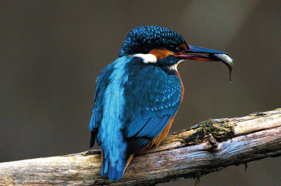 Kingfisher3