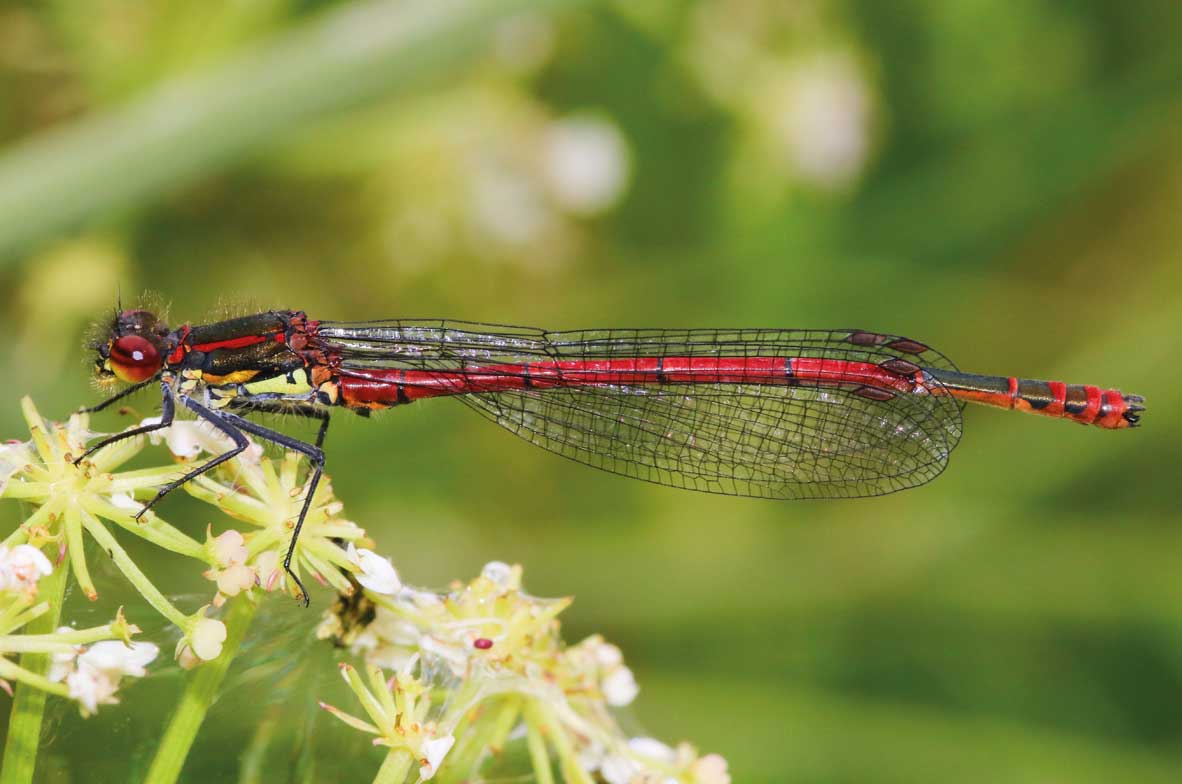 Large-Red-Damselfly
