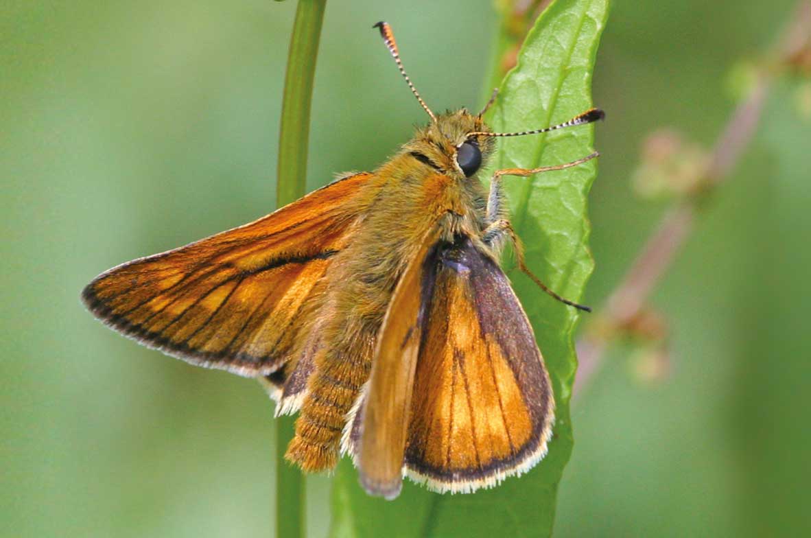 Large-Skipper