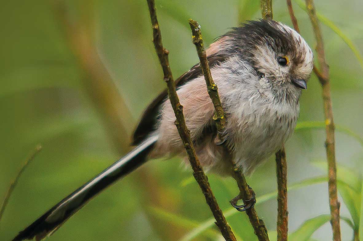 Long-Tailed-Tit