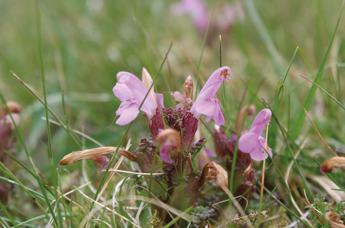 Lousewort