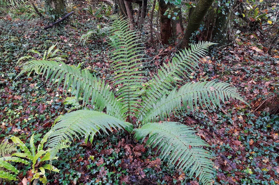 Male-Fern
