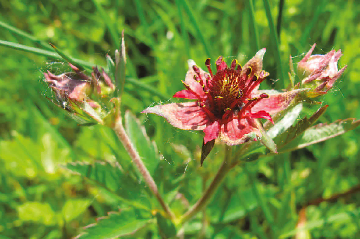 Marsh-Cinquefoil
