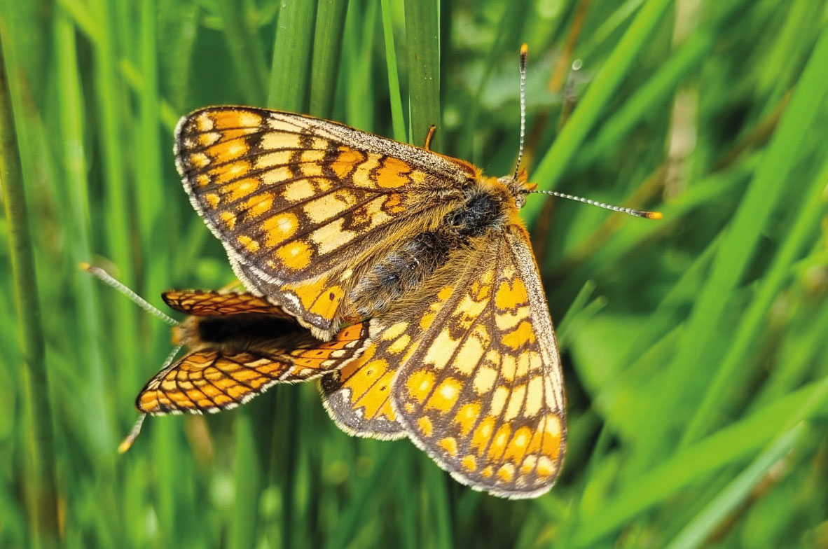 Marsh-Fritillary