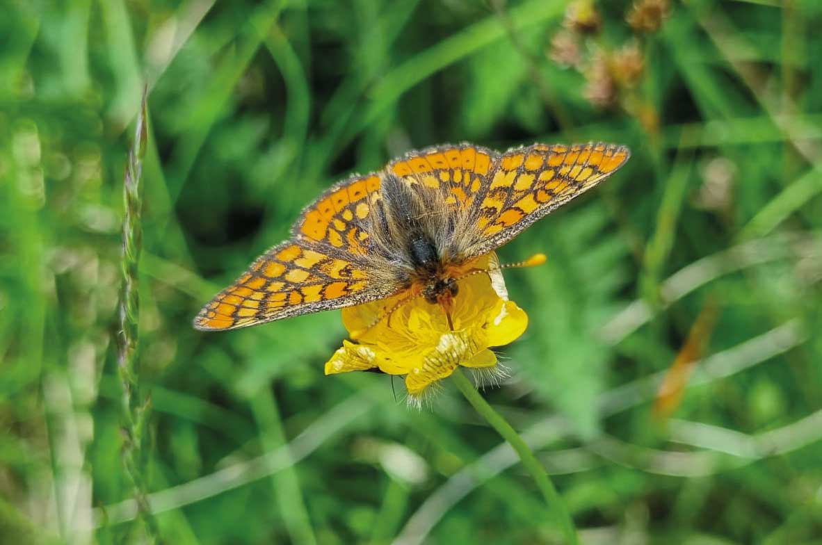 Marsh-Fritillary3