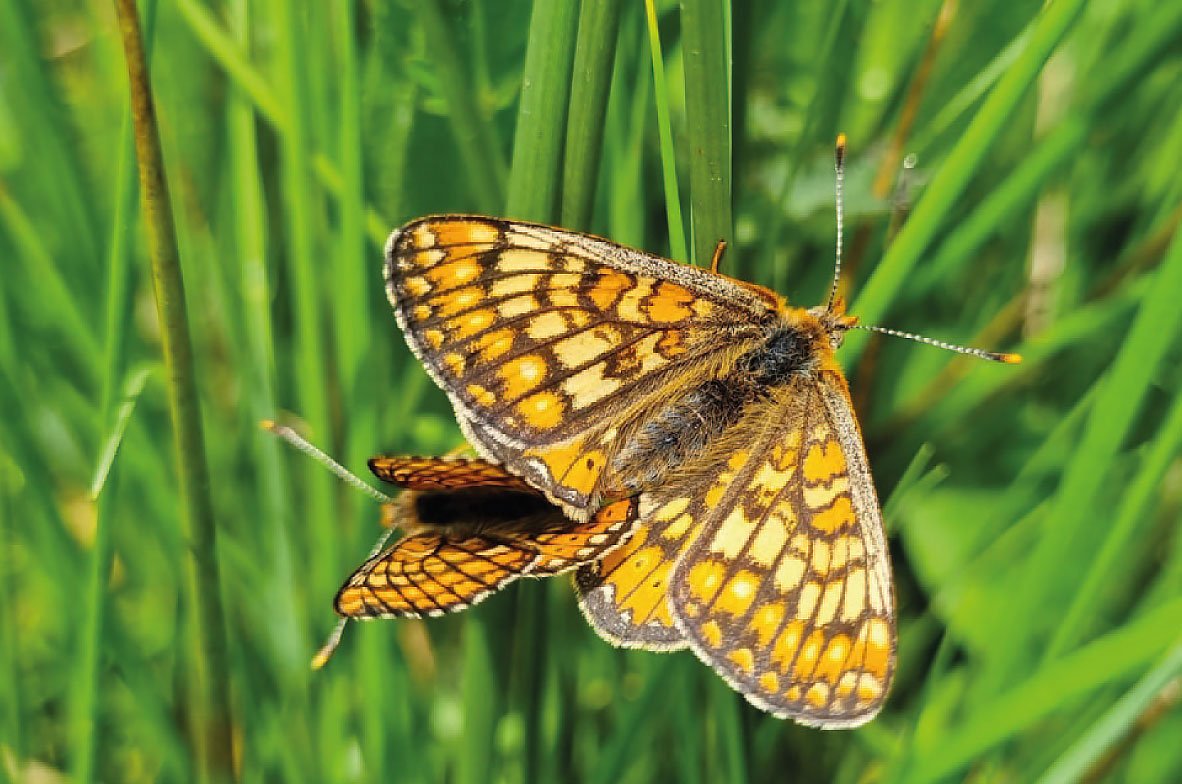 Marsh-Fritillary4