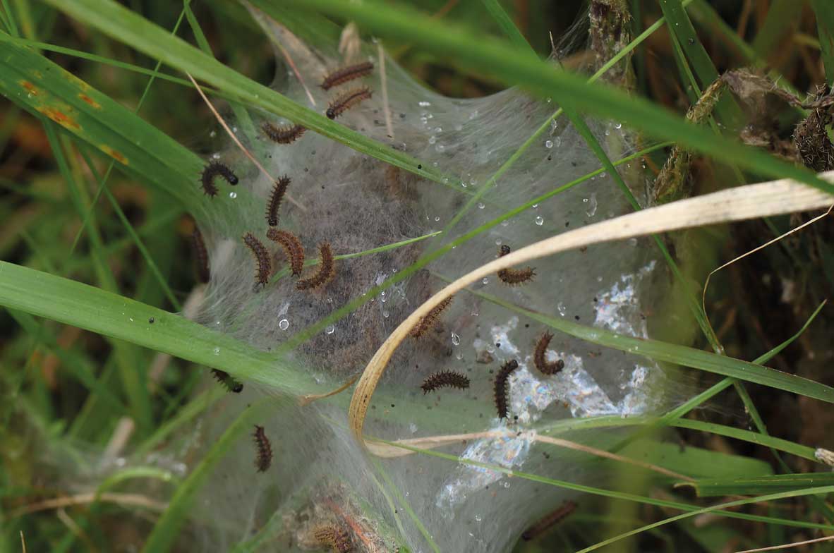 Marsh-Fritillary-Larval