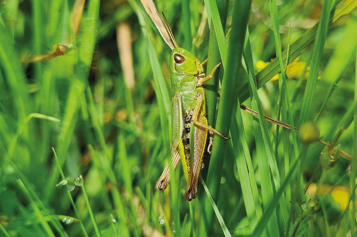 Meadow-Grasshopper
