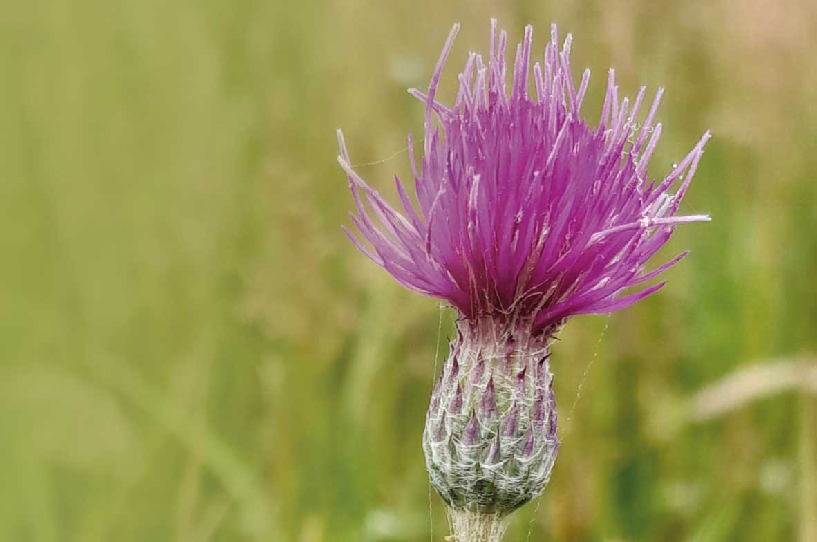 Meadow-Thistle