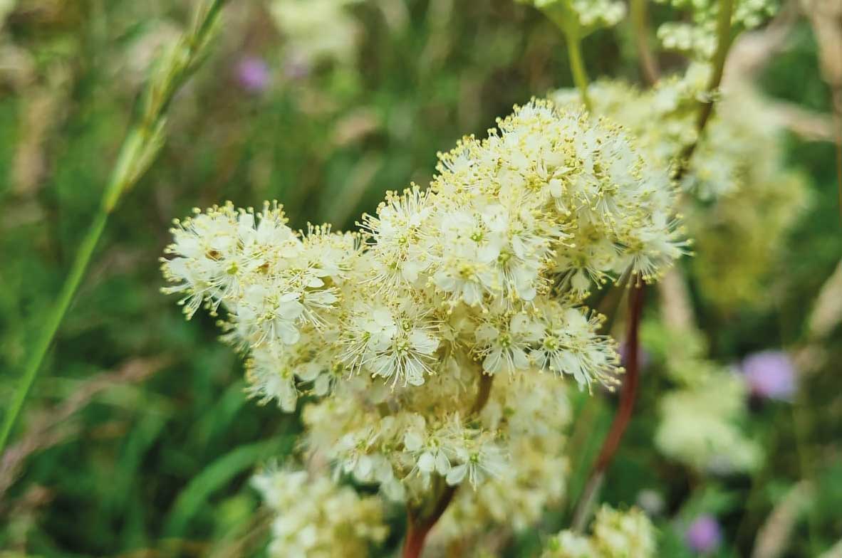 Meadowsweet