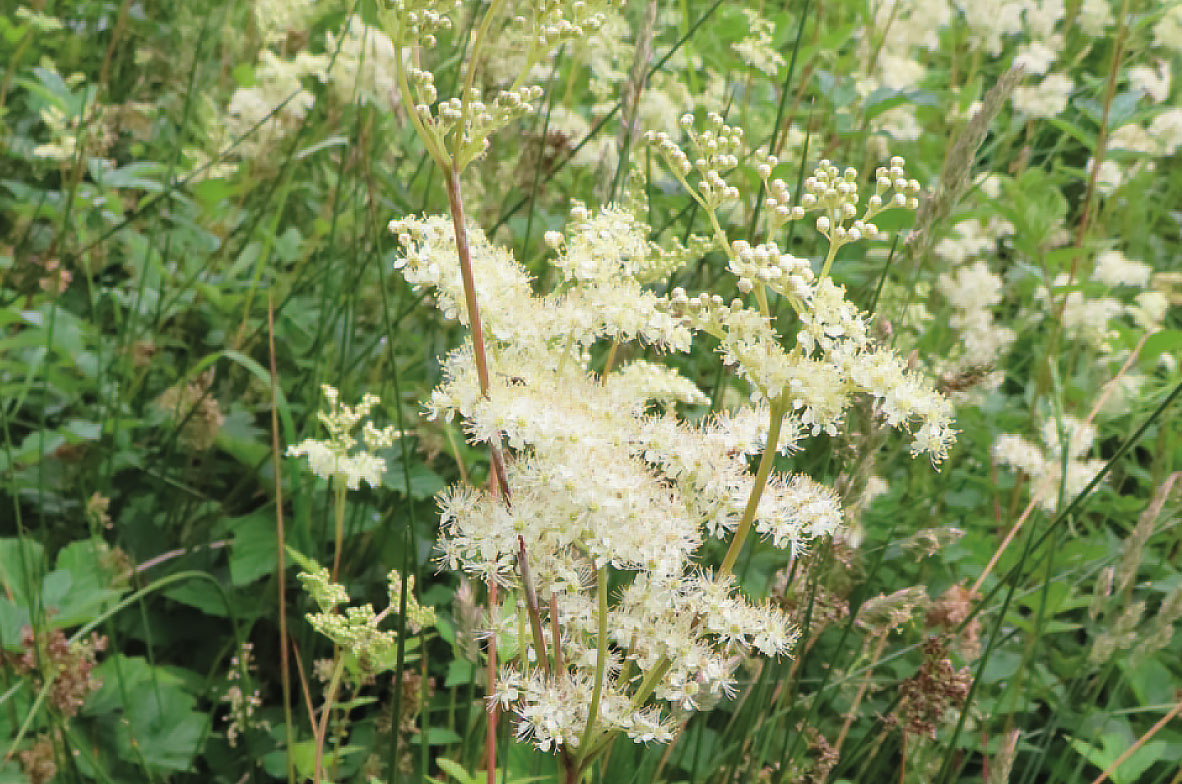 Meadowsweet-2