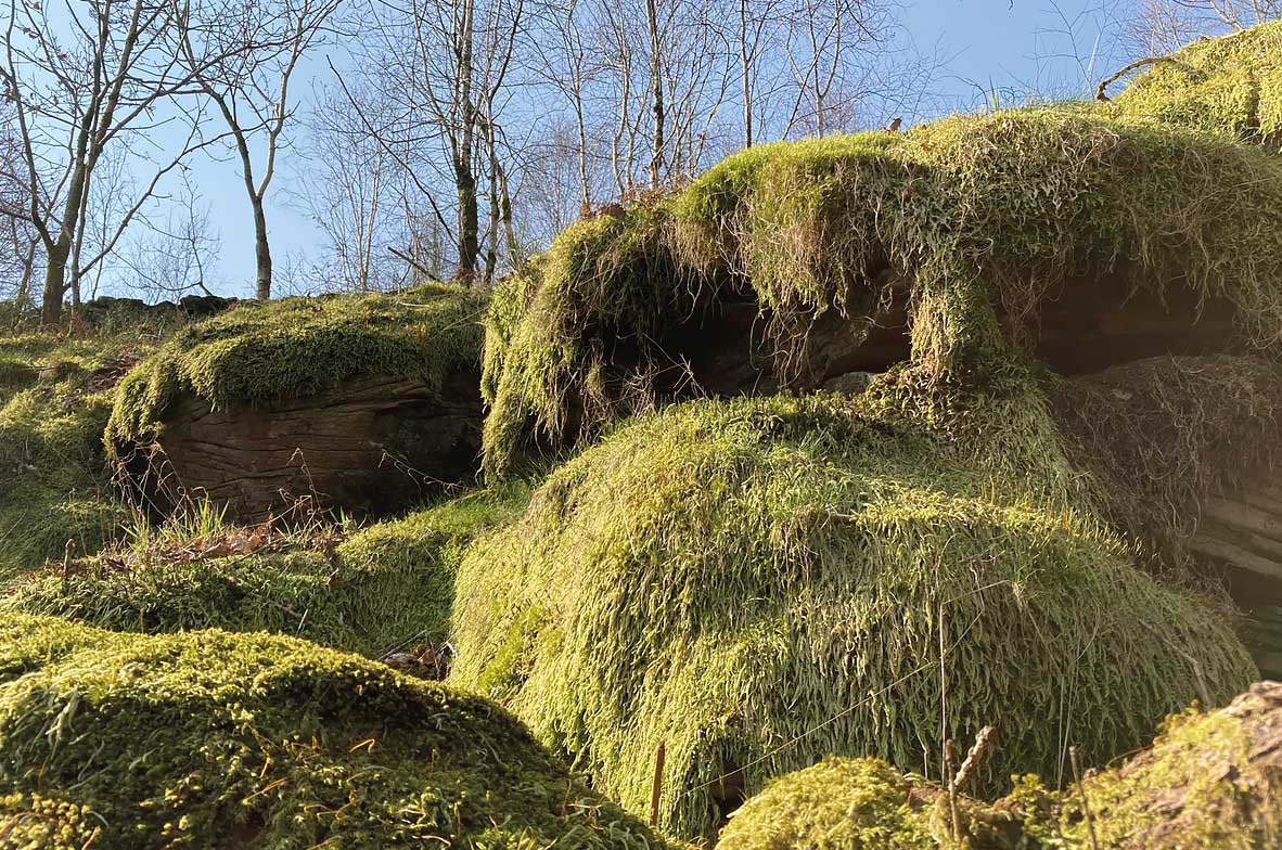 Moss-Carpets
