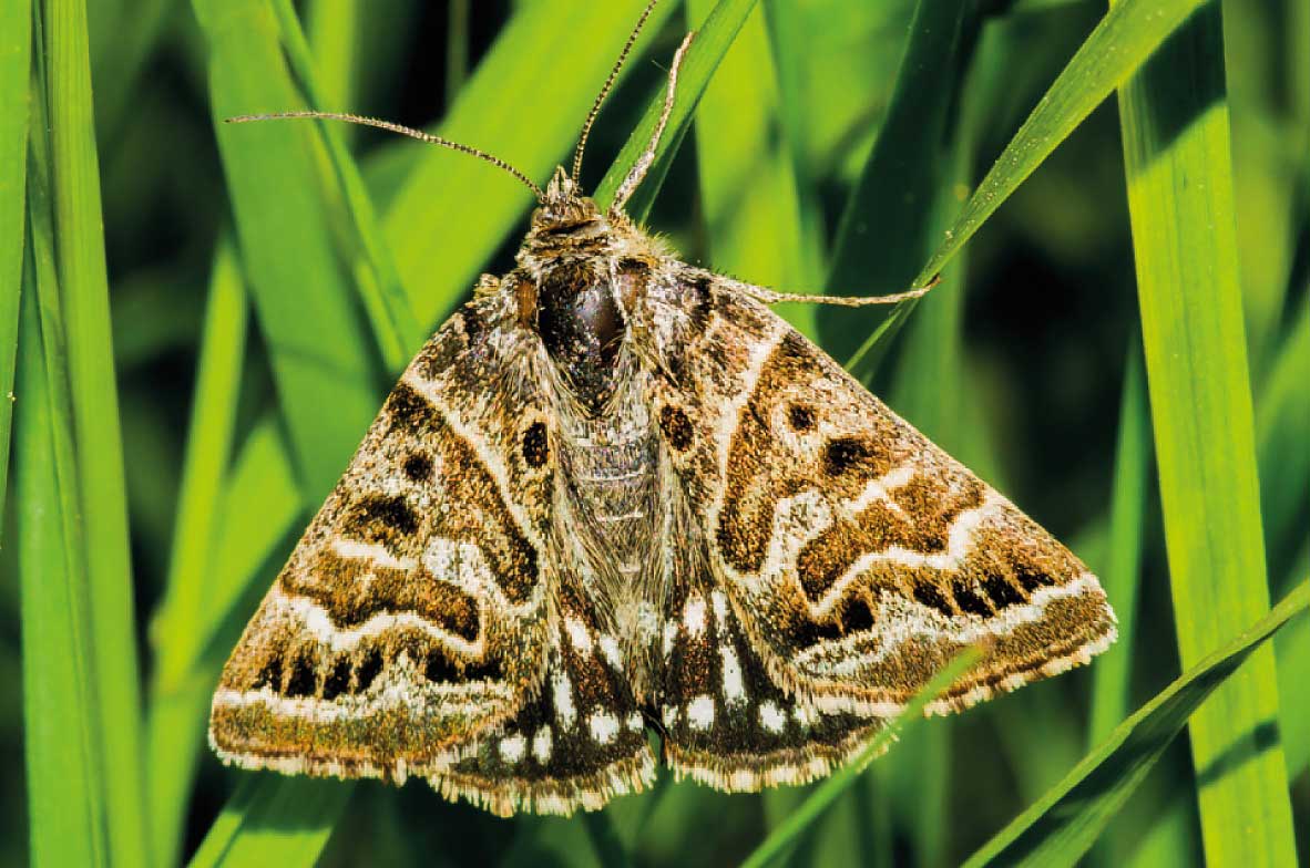 Mother-Shipton-Moth