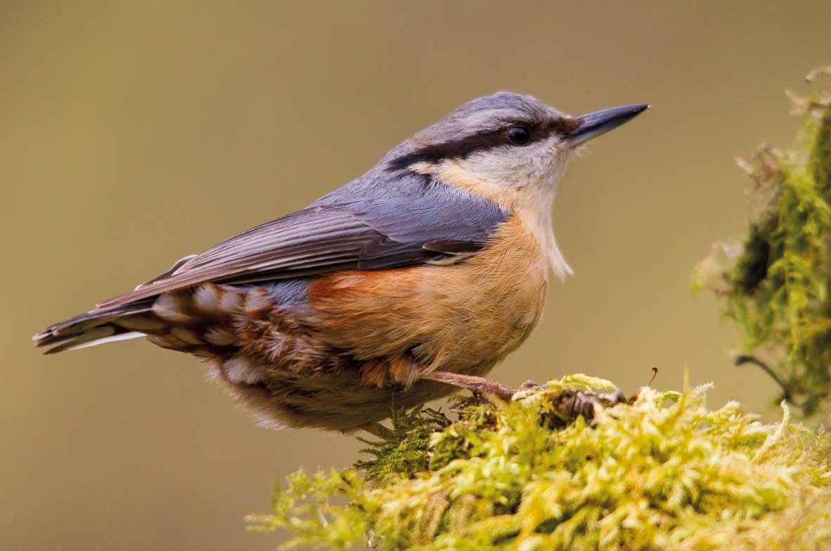 Nuthatch